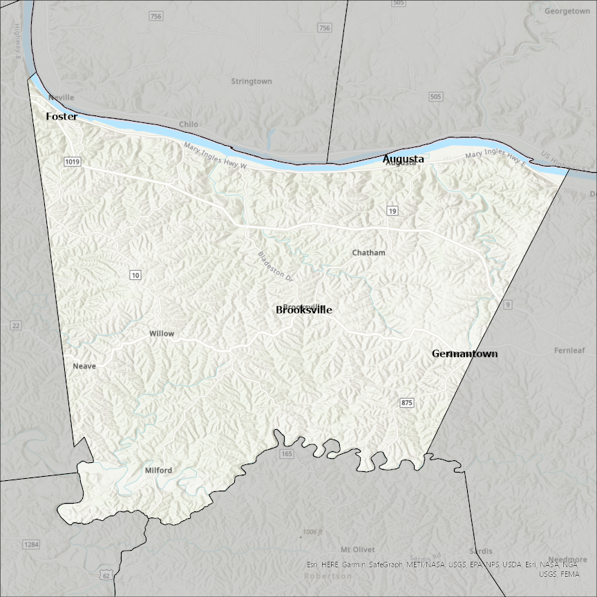 Image of Bracken