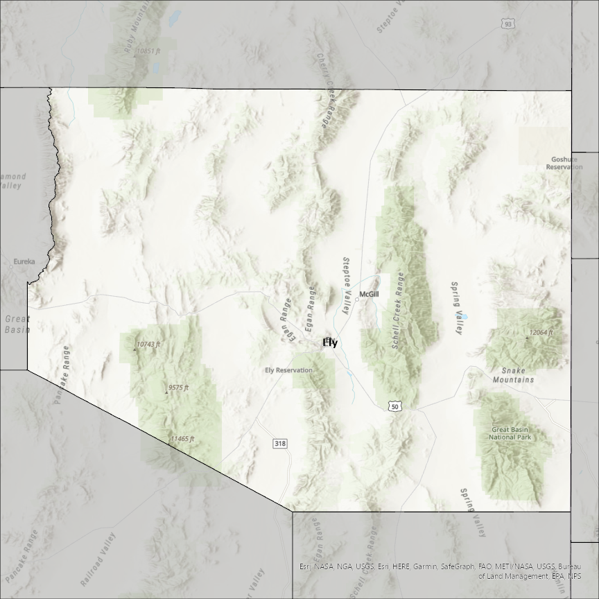 Image of White Pine