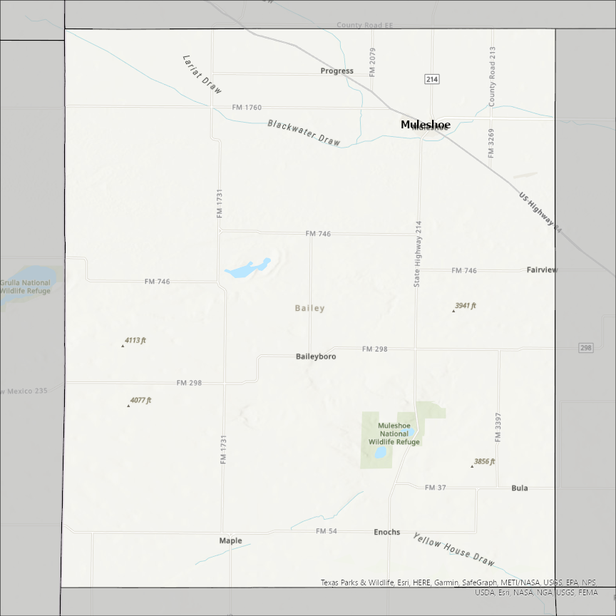 Image of Bailey